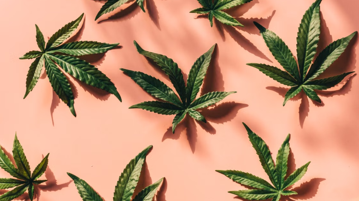 Cannabis laws absenteeism